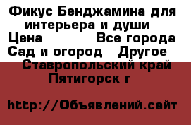 Фикус Бенджамина для интерьера и души › Цена ­ 2 900 - Все города Сад и огород » Другое   . Ставропольский край,Пятигорск г.